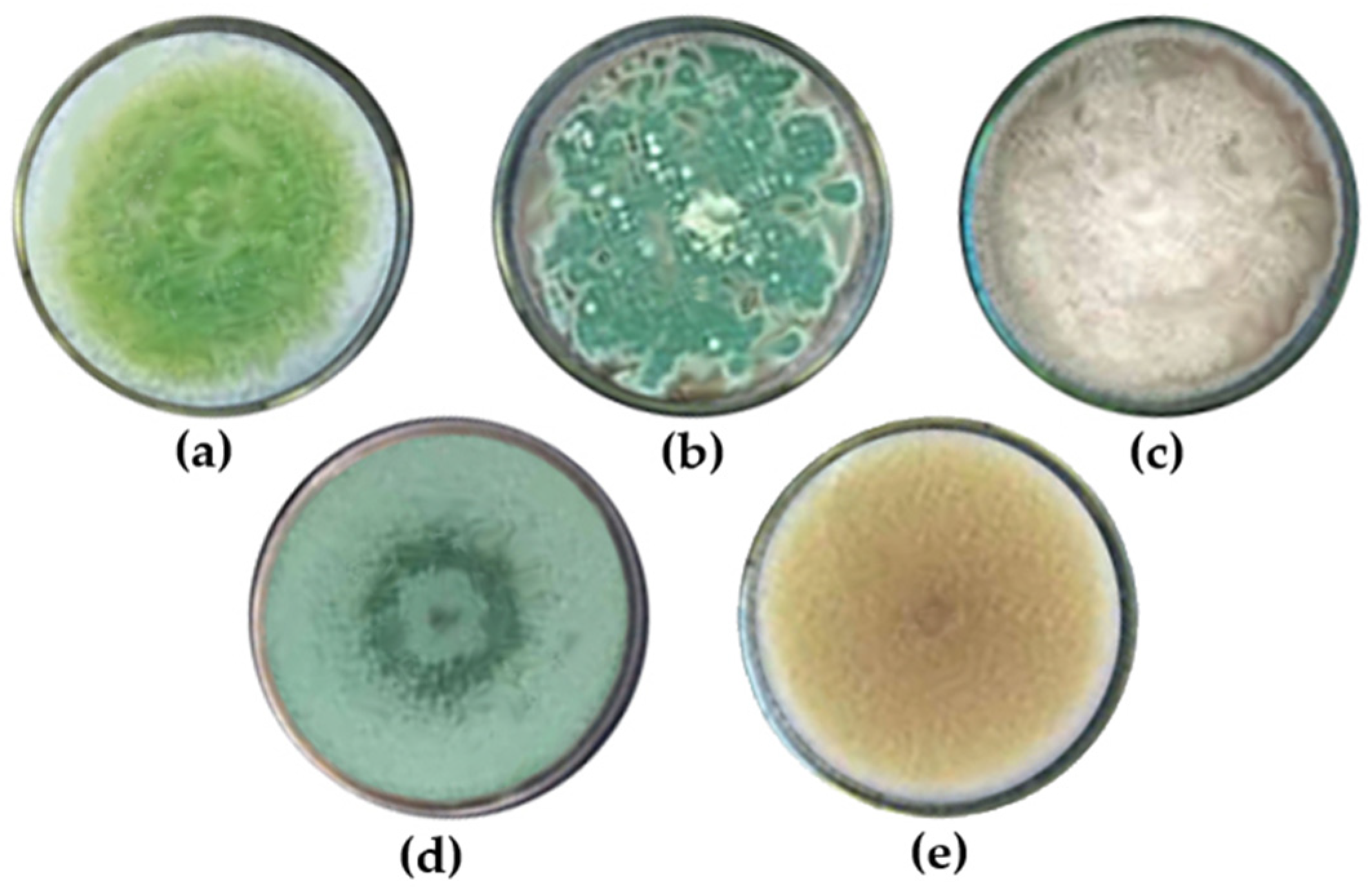 Polymers 17 01201 g006