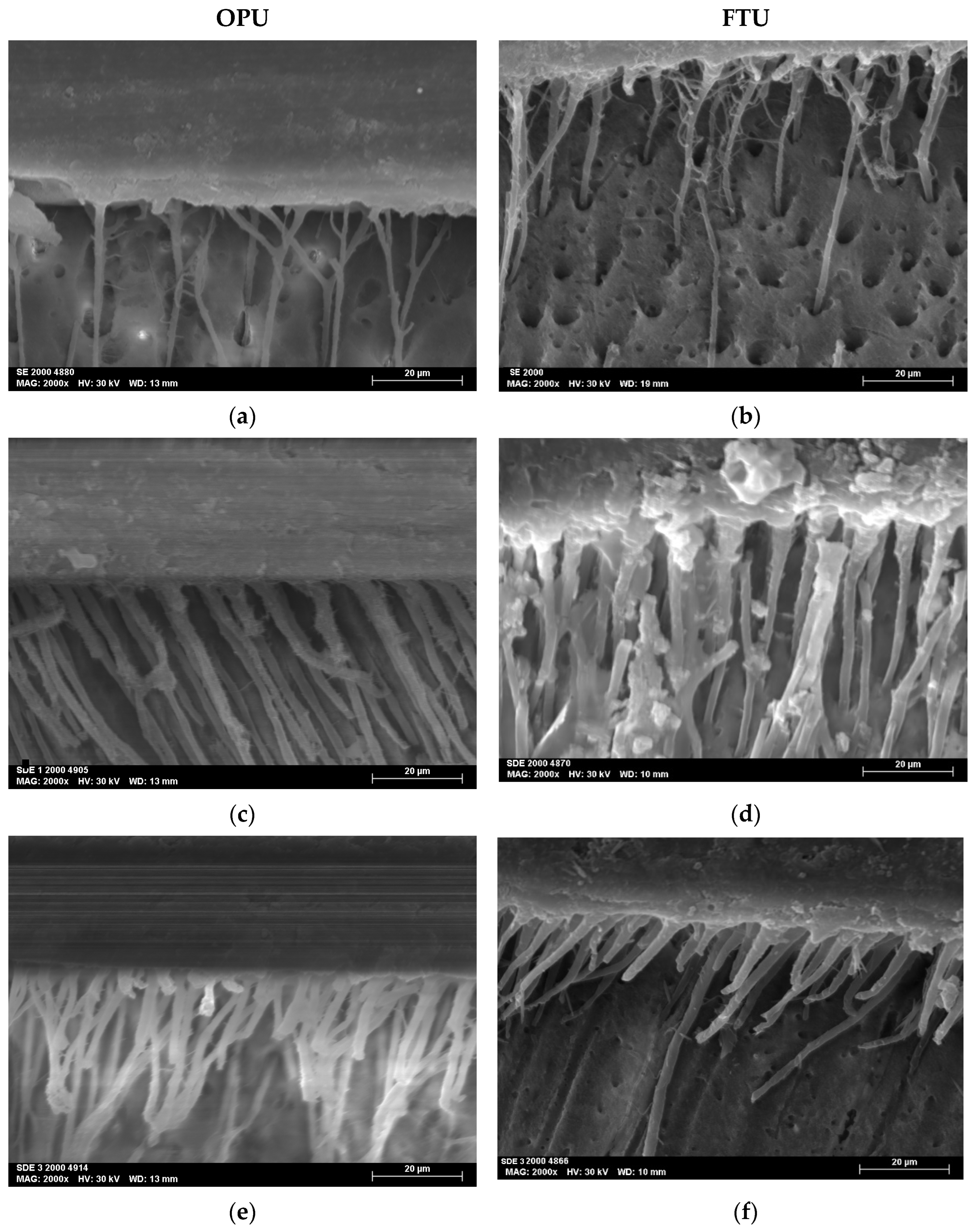 Polymers 17 01215 g003 Polymers 17 01215 g003