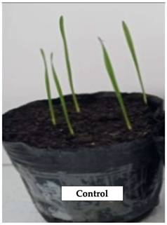 Polymers 17 01330 i002