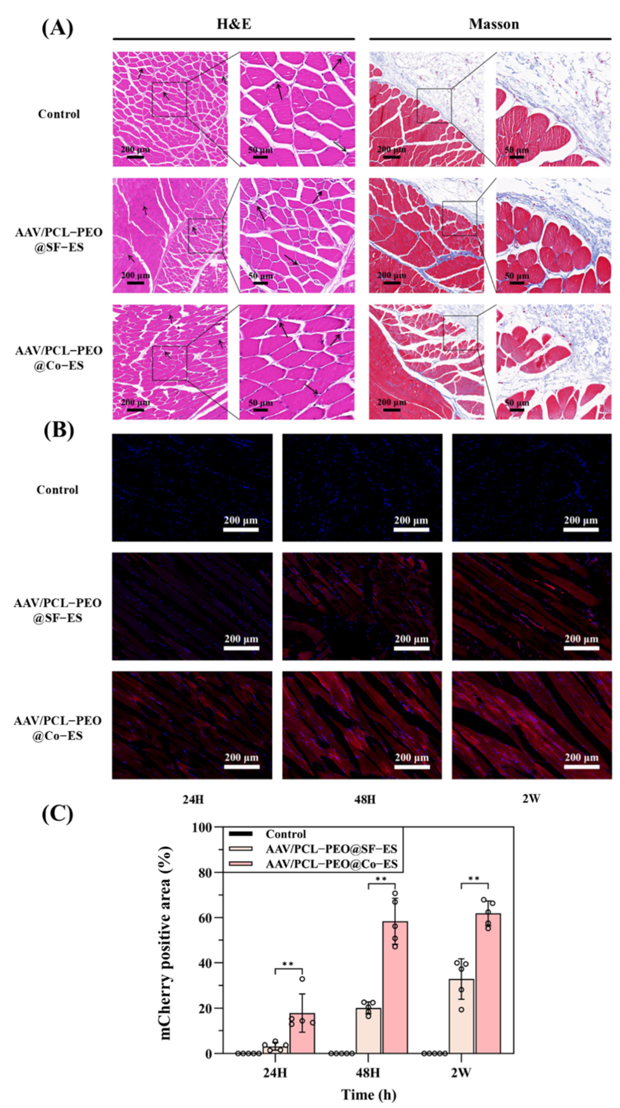 Polymers 17 01381 g006