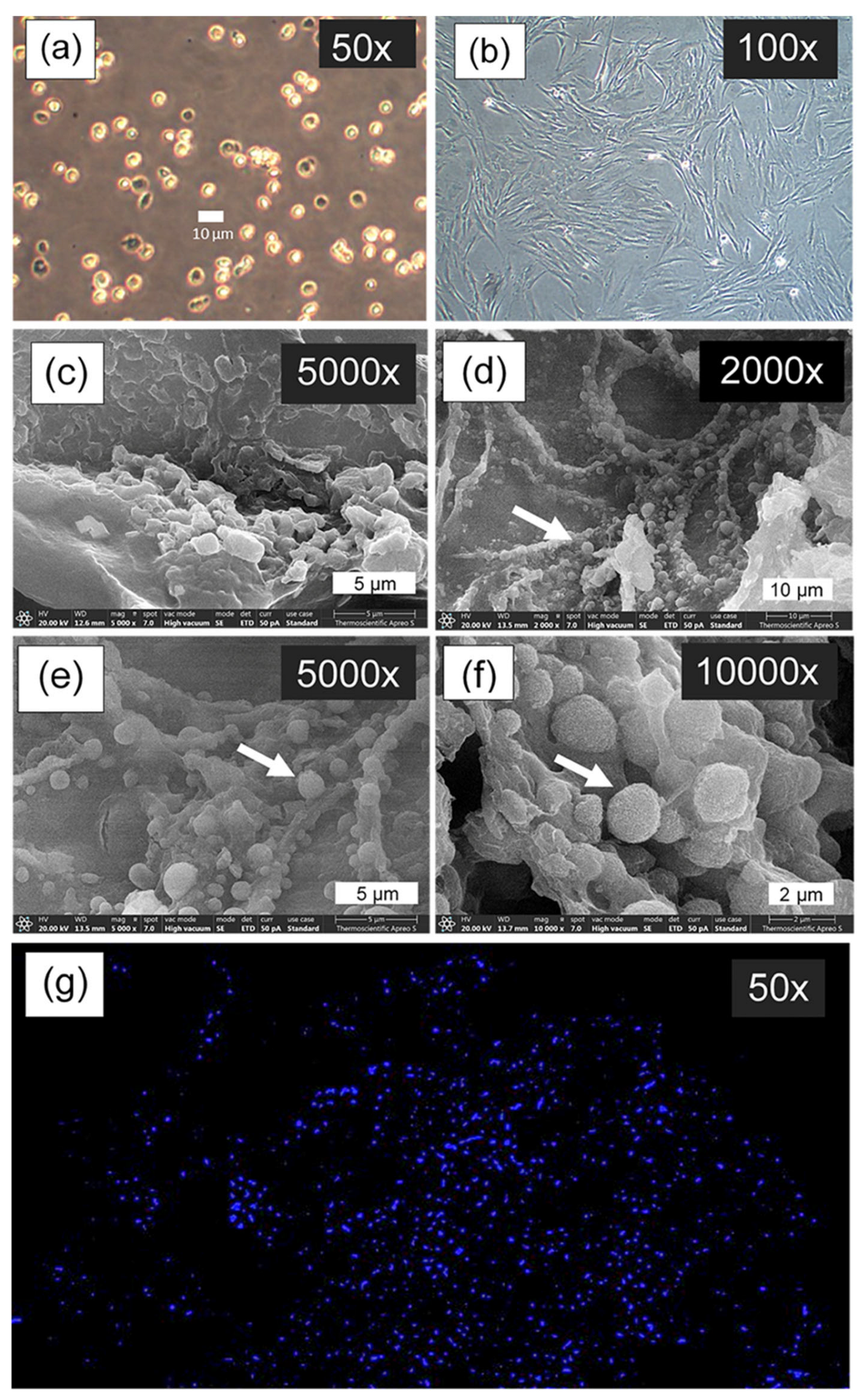 Polymers 17 01409 g009