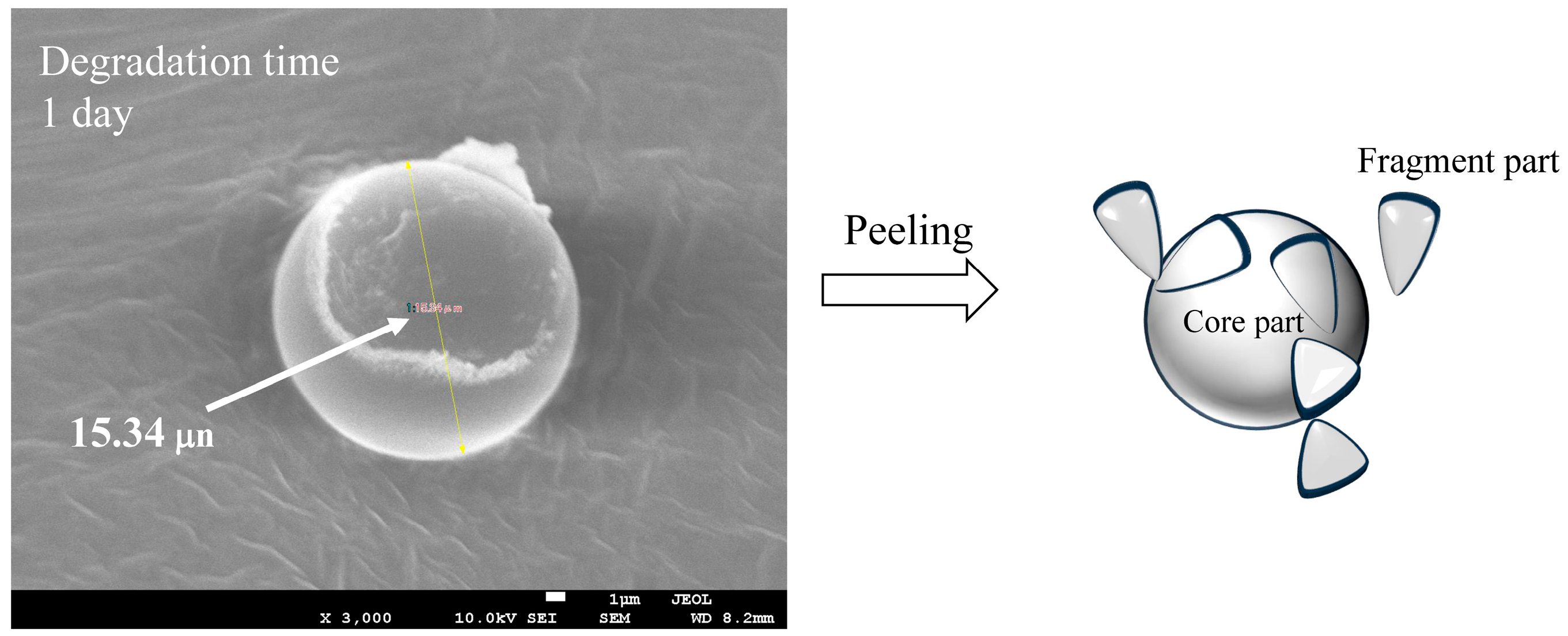 Polymers 17 01715 g004