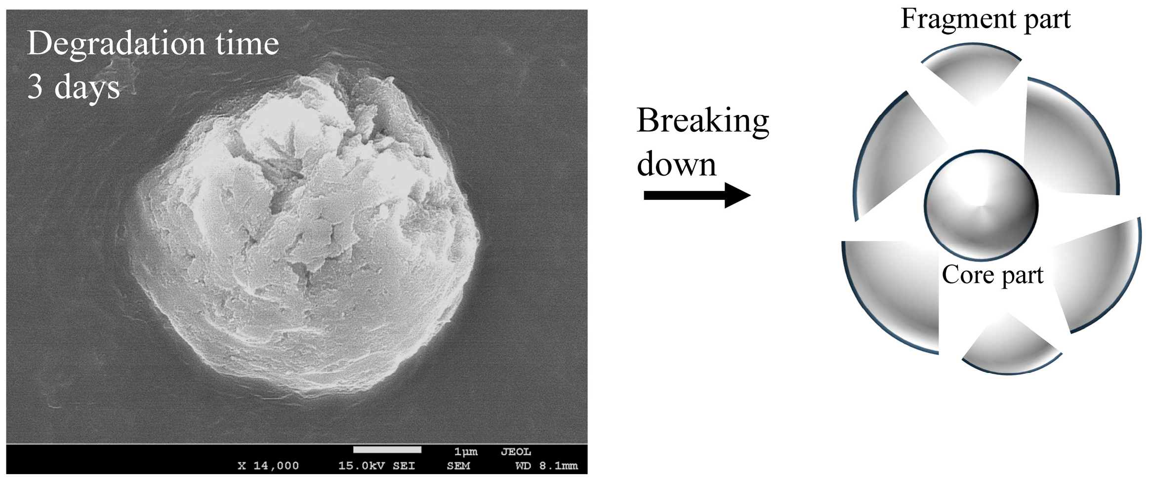 Polymers 17 01715 g006