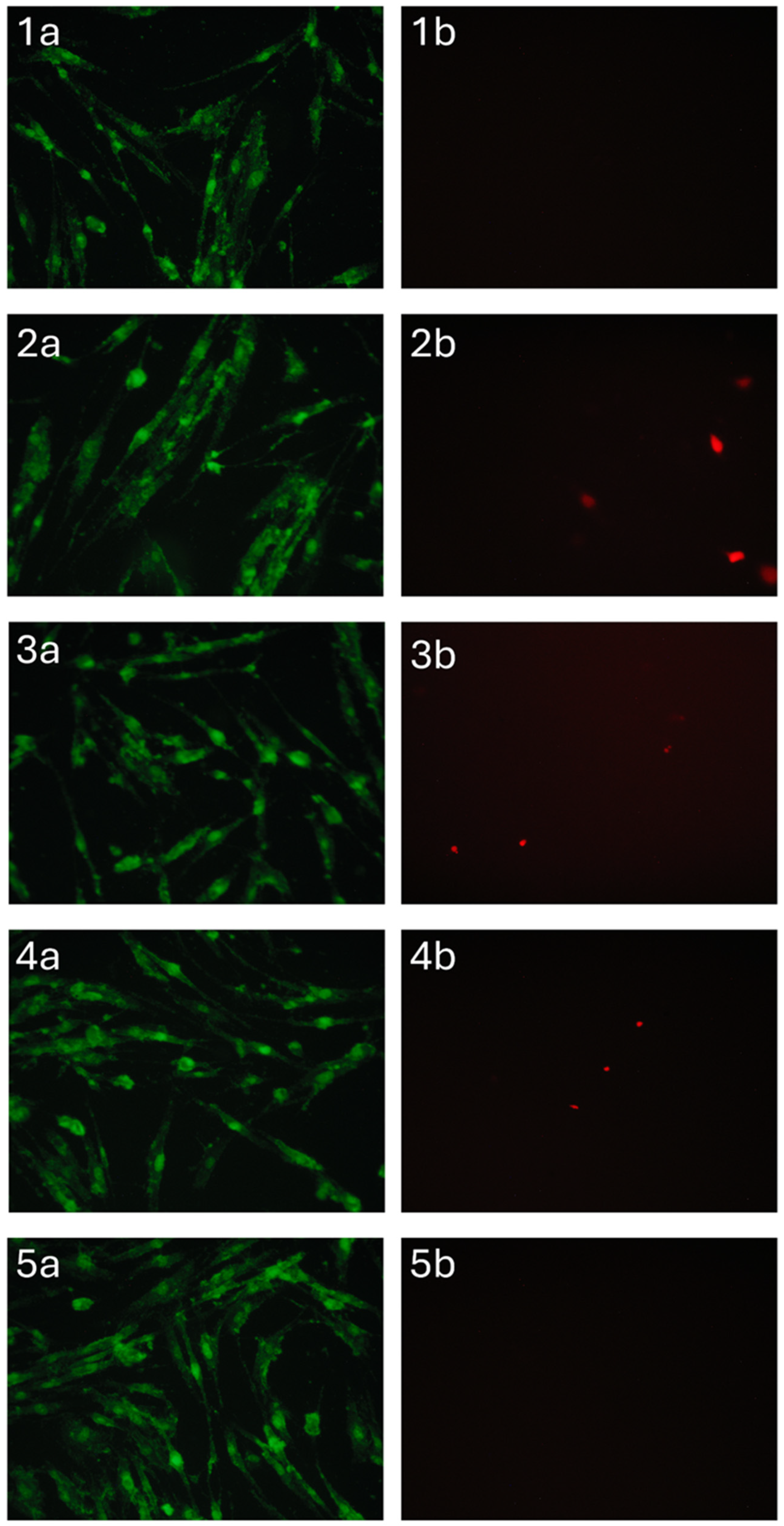 Polymers 17 01744 g012