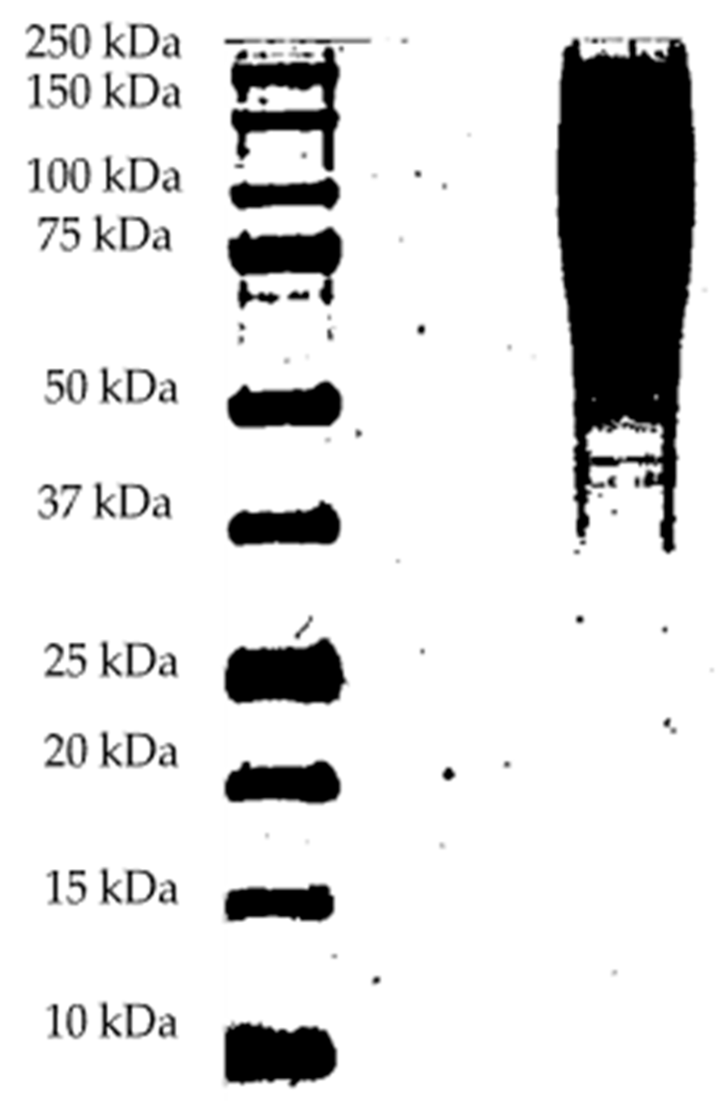 Polymers 17 01823 g006
