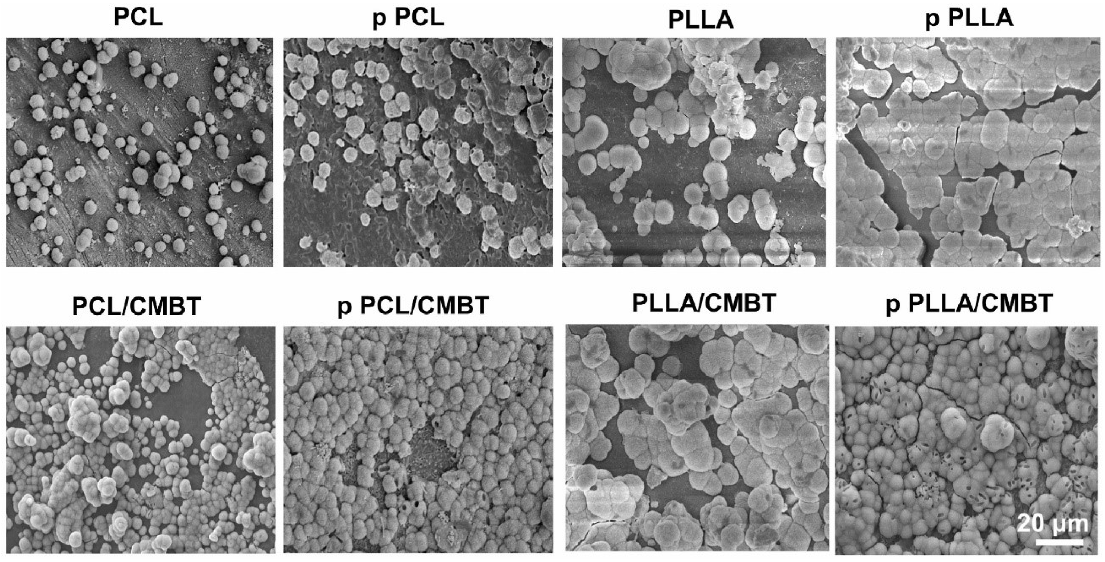 Polymers 17 01976 g007