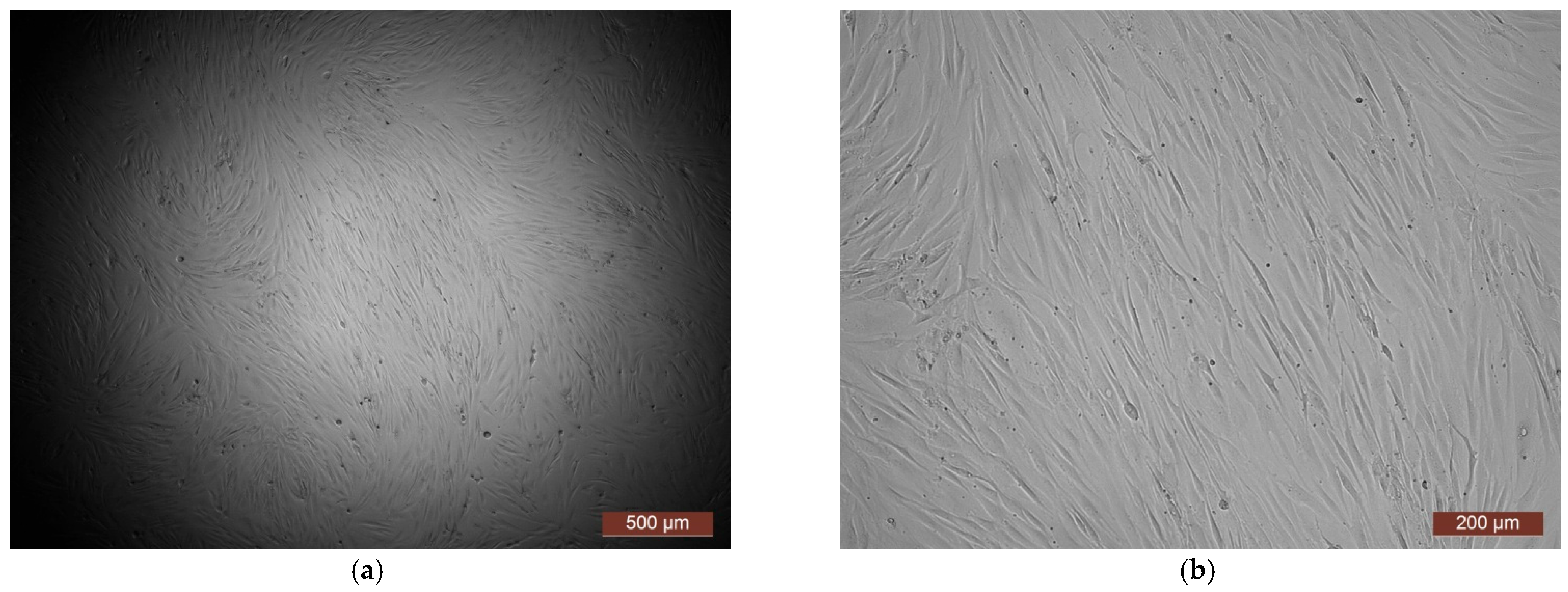 Polymers 17 02002 g006 Polymers 17 02002 g006