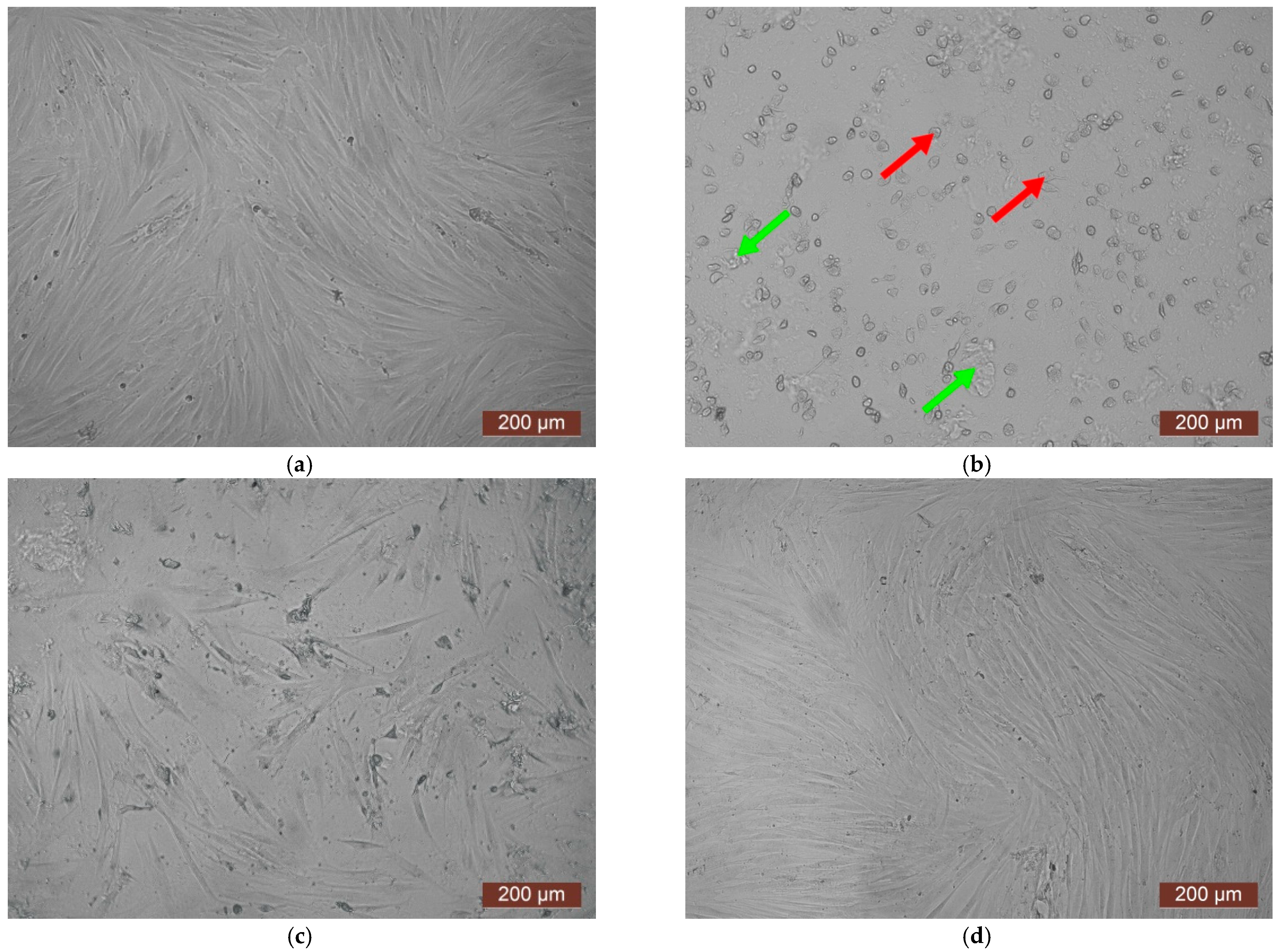 Polymers 17 02002 g008 Polymers 17 02002 g008