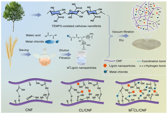 Polymers 17 02064 g012
