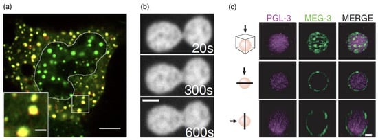 Polymers 17 02243 g011