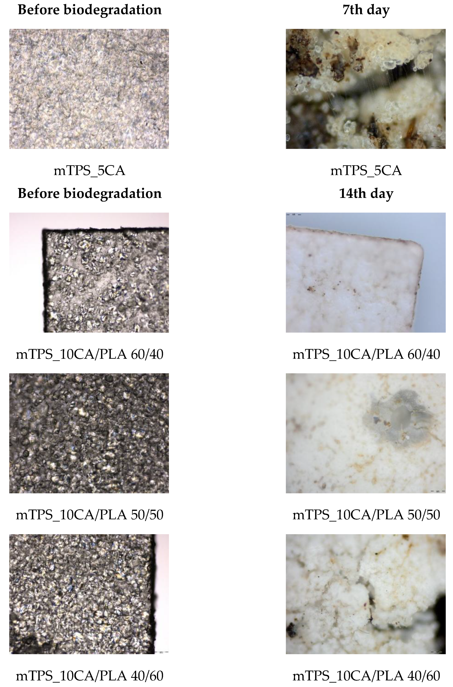 Polymers 17 02571 g016