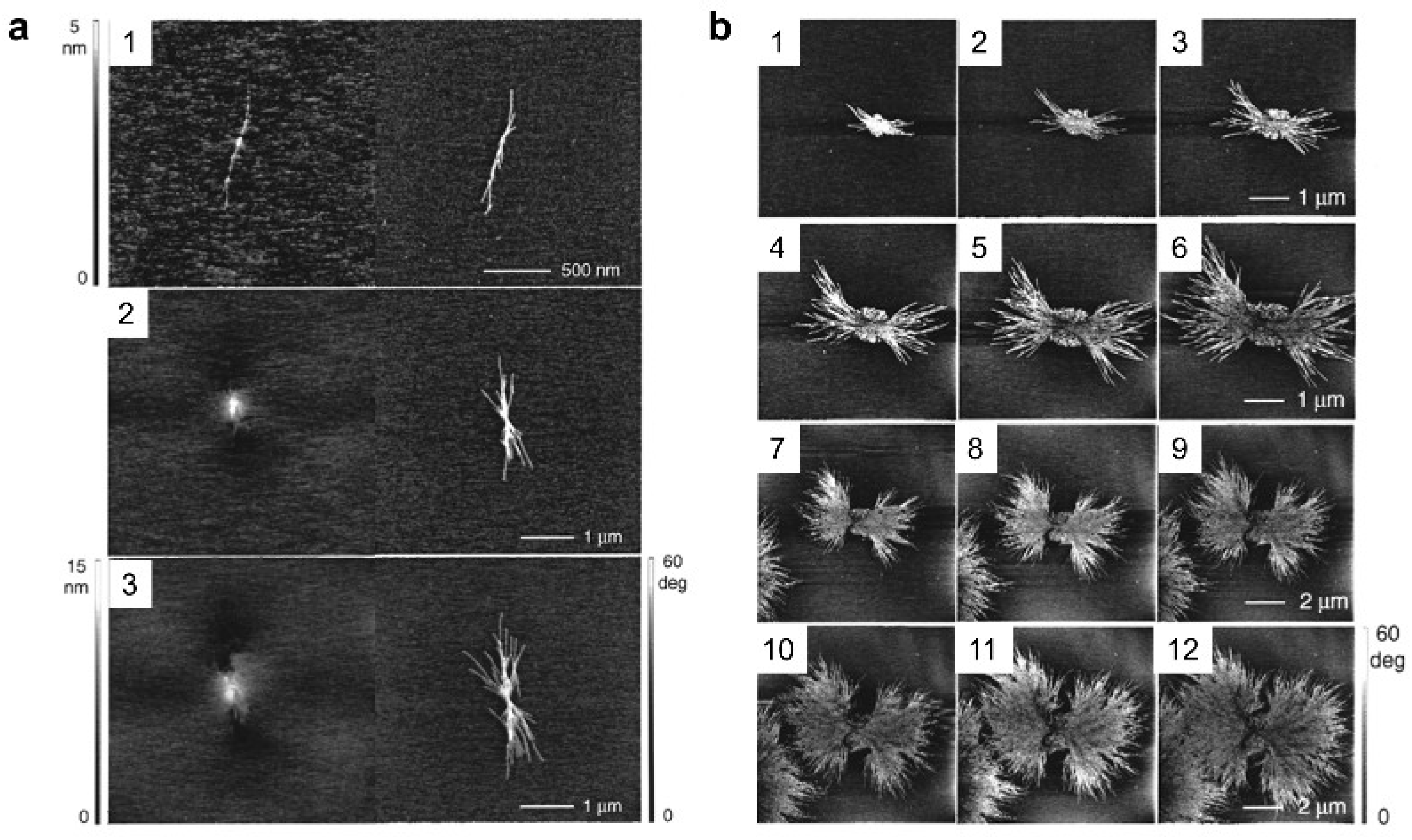 Recent Progress on the Characterization of Polymer Crystallization by ...
