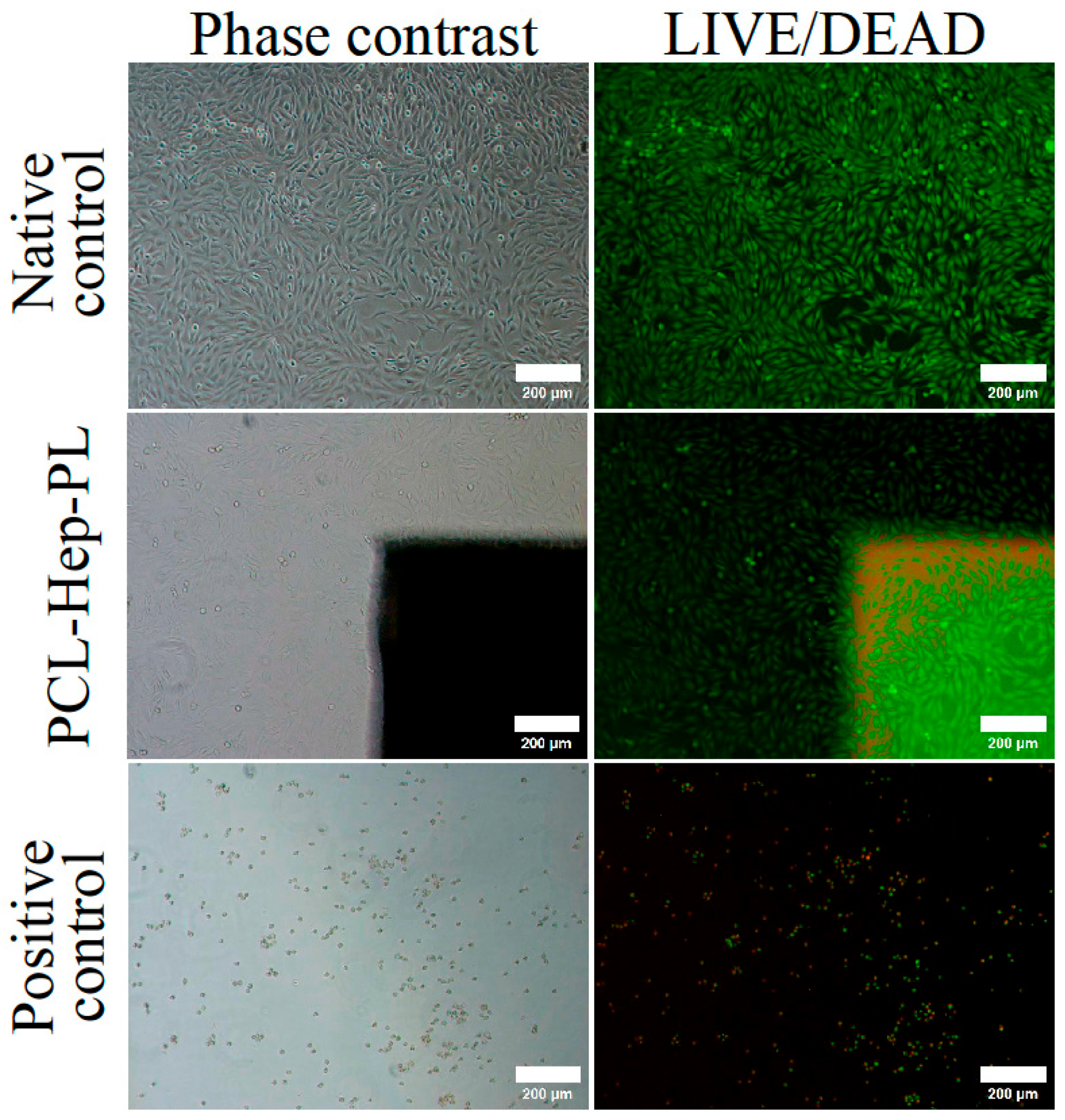 Polymers 17 02813 g004