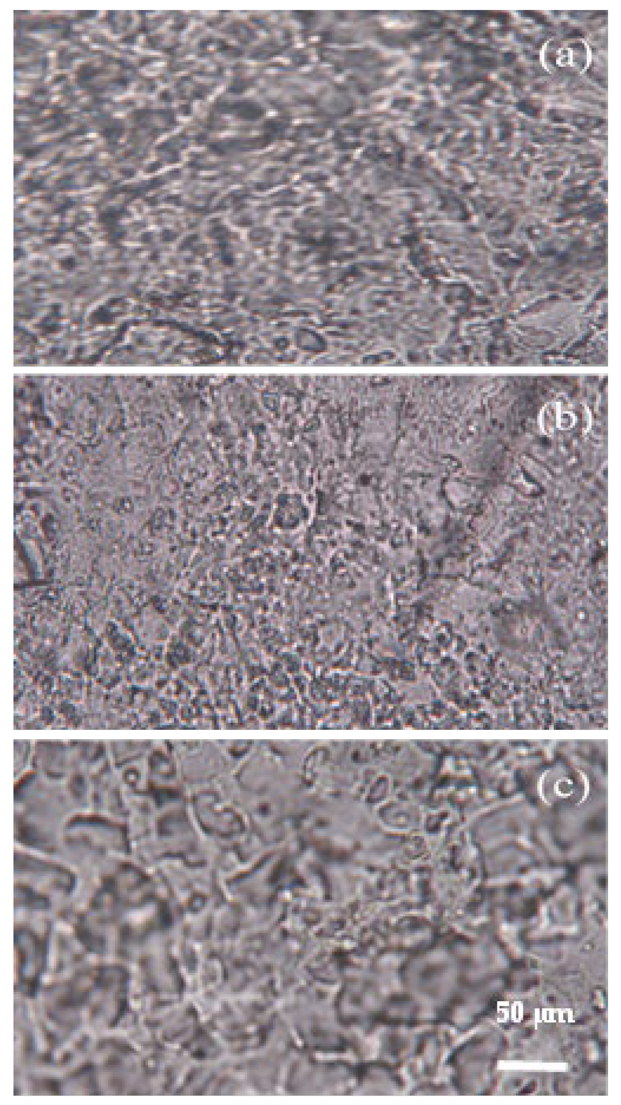 Polymers 17 02816 g002 Polymers 17 02816 g002