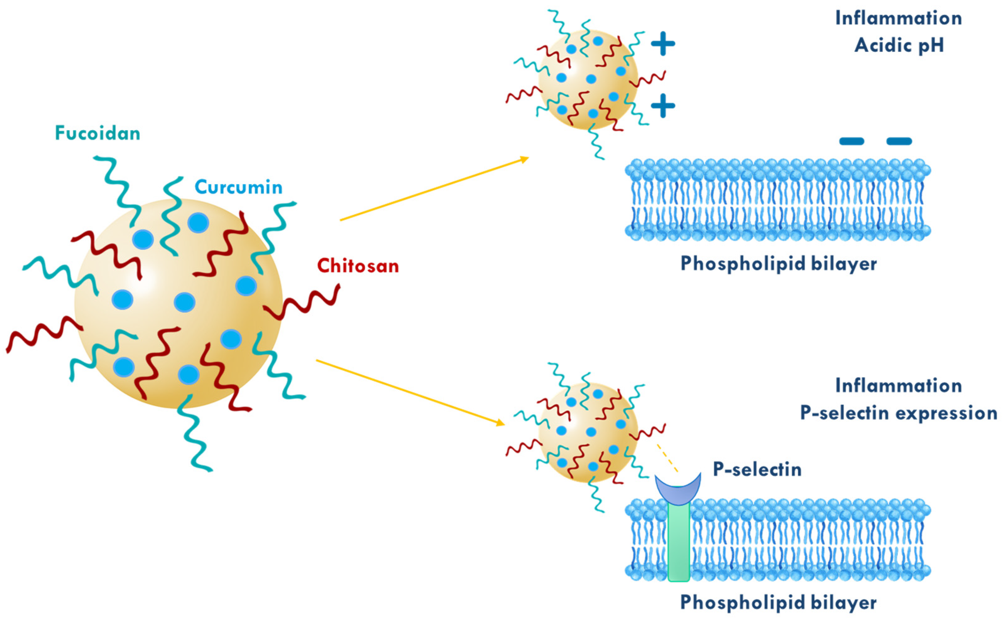 Polymers 17 02838 g007