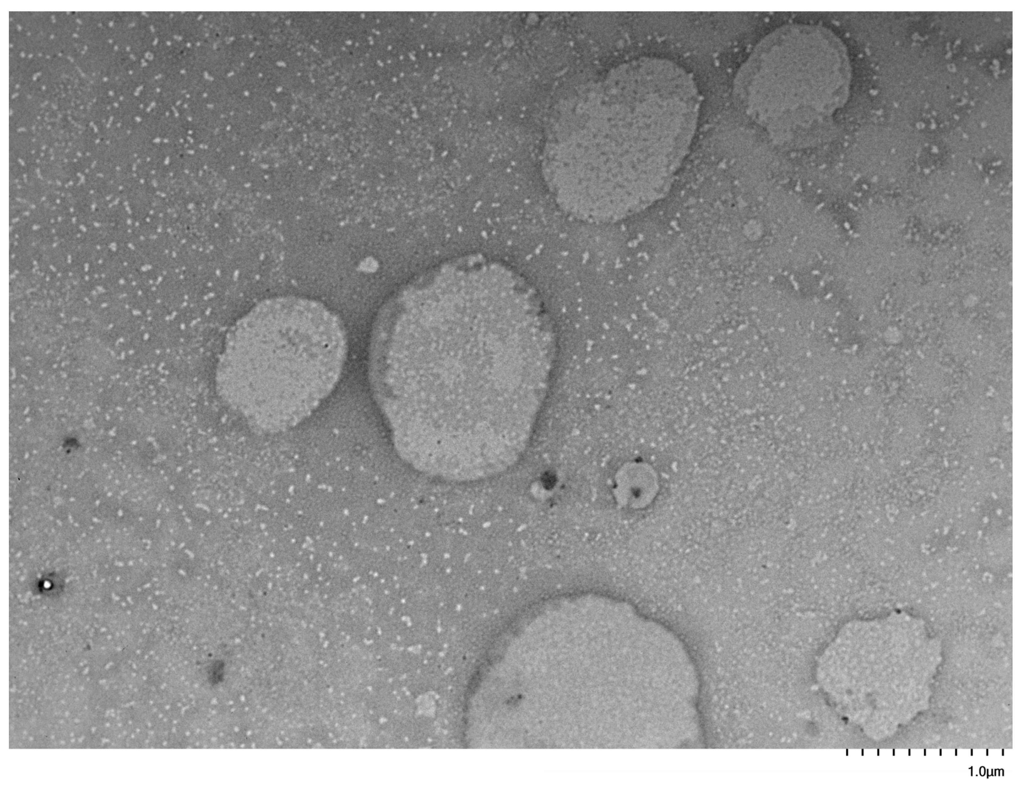 Polymers 17 02852 g012