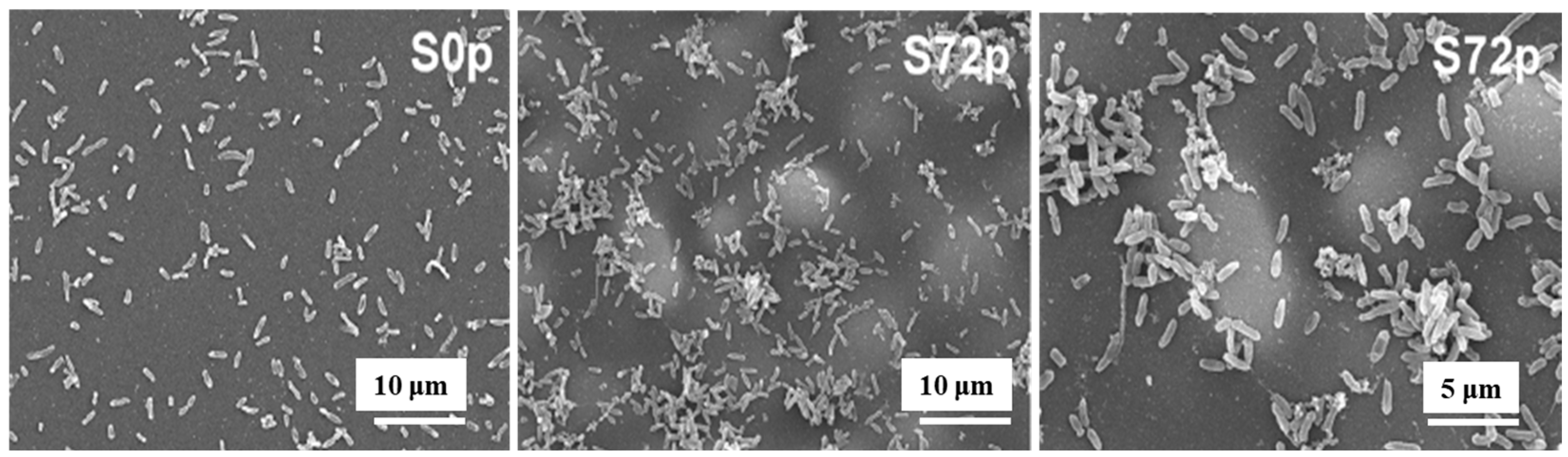 Polymers 17 02856 g005 Polymers 17 02856 g005