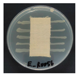 Polymers 18 00116 i009