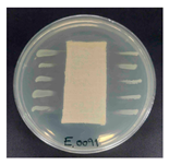 Polymers 18 00116 i010