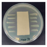 Polymers 18 00116 i012