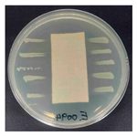 Polymers 18 00116 i013