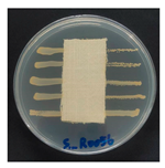 Polymers 18 00116 i014
