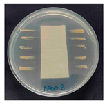 Polymers 18 00116 i015