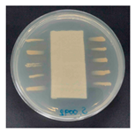 Polymers 18 00116 i016