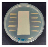 Polymers 18 00116 i017