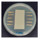 Polymers 18 00116 i018