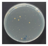 Polymers 18 00116 i019