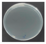 Polymers 18 00116 i020