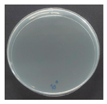 Polymers 18 00116 i021