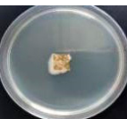Polymers 18 01527 i002 Polymers 18 01527 i002