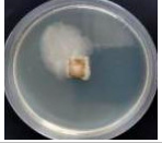 Polymers 18 01527 i006 Polymers 18 01527 i006