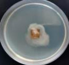 Polymers 18 01527 i008 Polymers 18 01527 i008