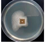 Polymers 18 01527 i016 Polymers 18 01527 i016