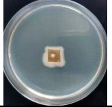 Polymers 18 01527 i018 Polymers 18 01527 i018