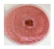 Polymers 18 01527 i020 Polymers 18 01527 i020