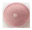Polymers 18 01527 i021 Polymers 18 01527 i021