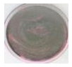 Polymers 18 01527 i025 Polymers 18 01527 i025