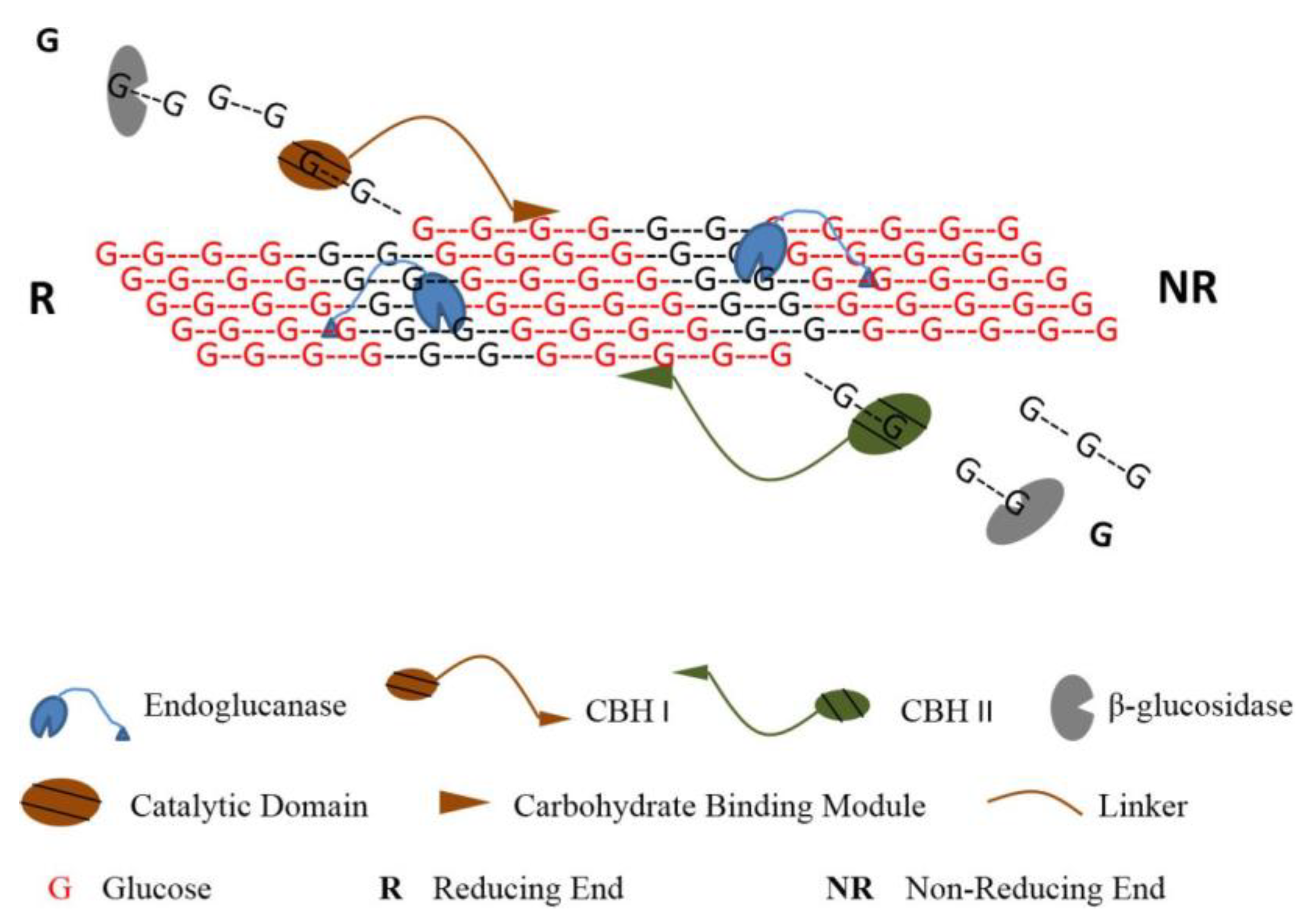 Polysaccharides 02 00020 g003 Polysaccharides 02 00020 g003