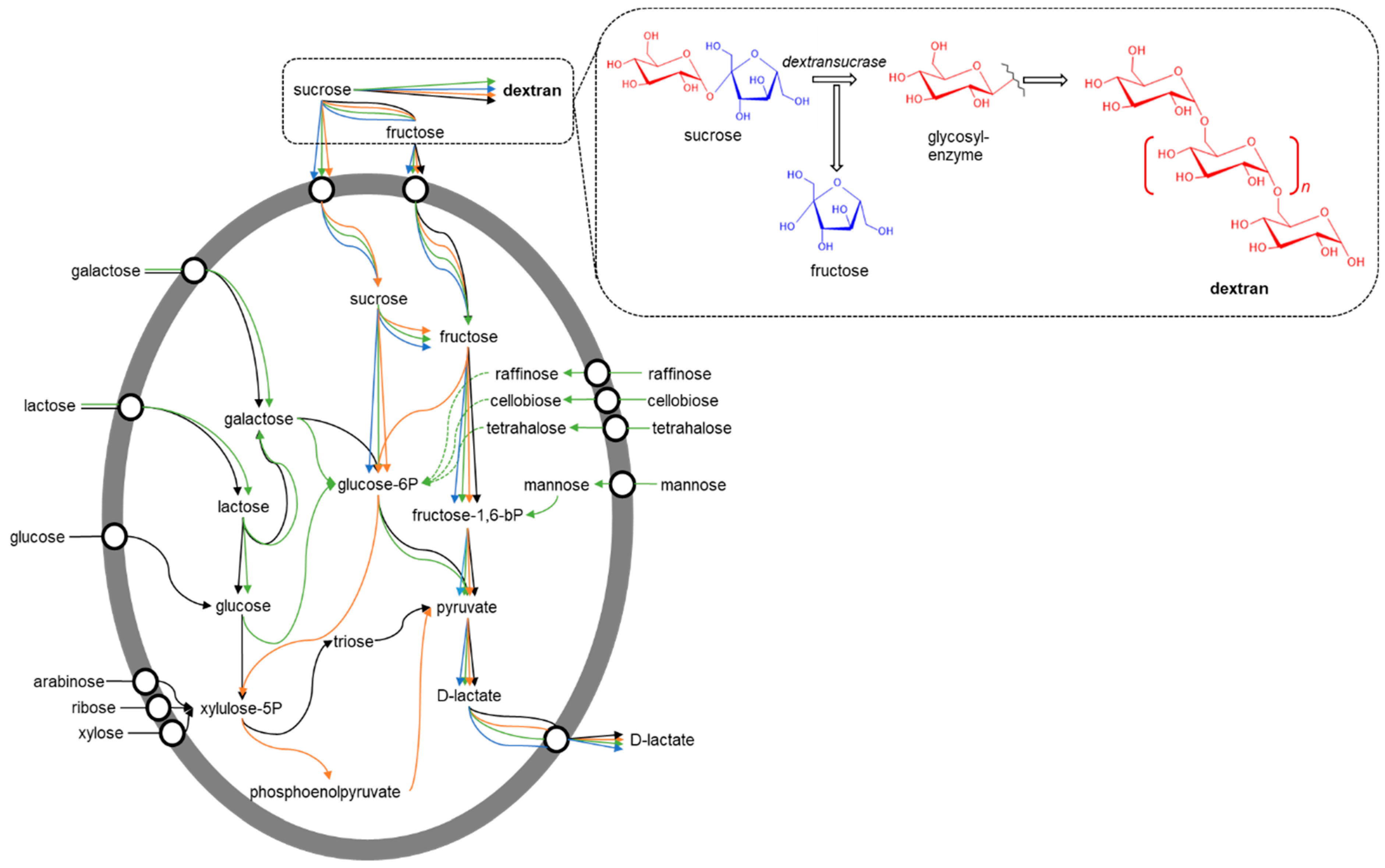 Polysaccharides 02 00033 g002