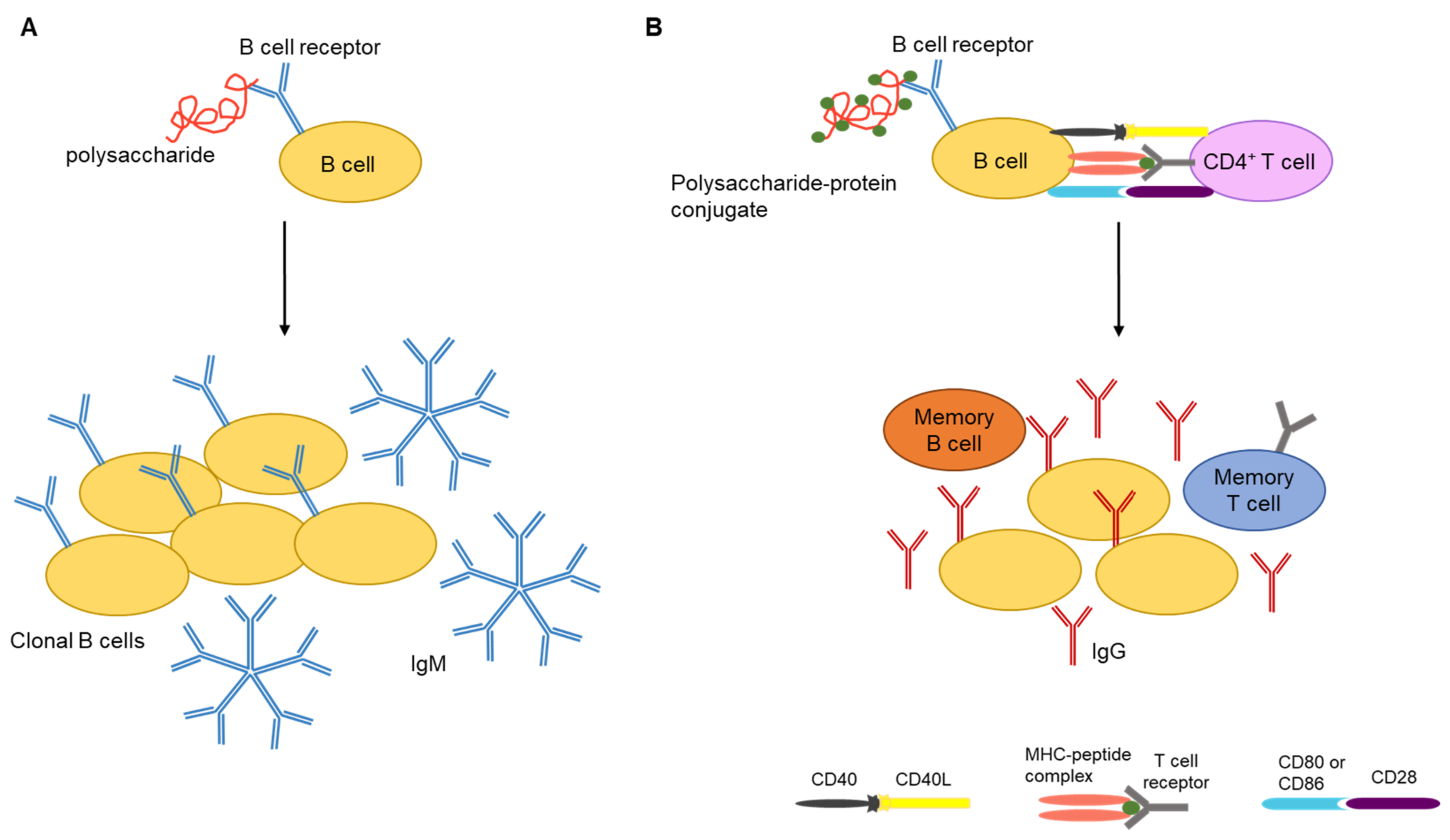 Polysaccharides 02 00042 g002 Polysaccharides 02 00042 g002