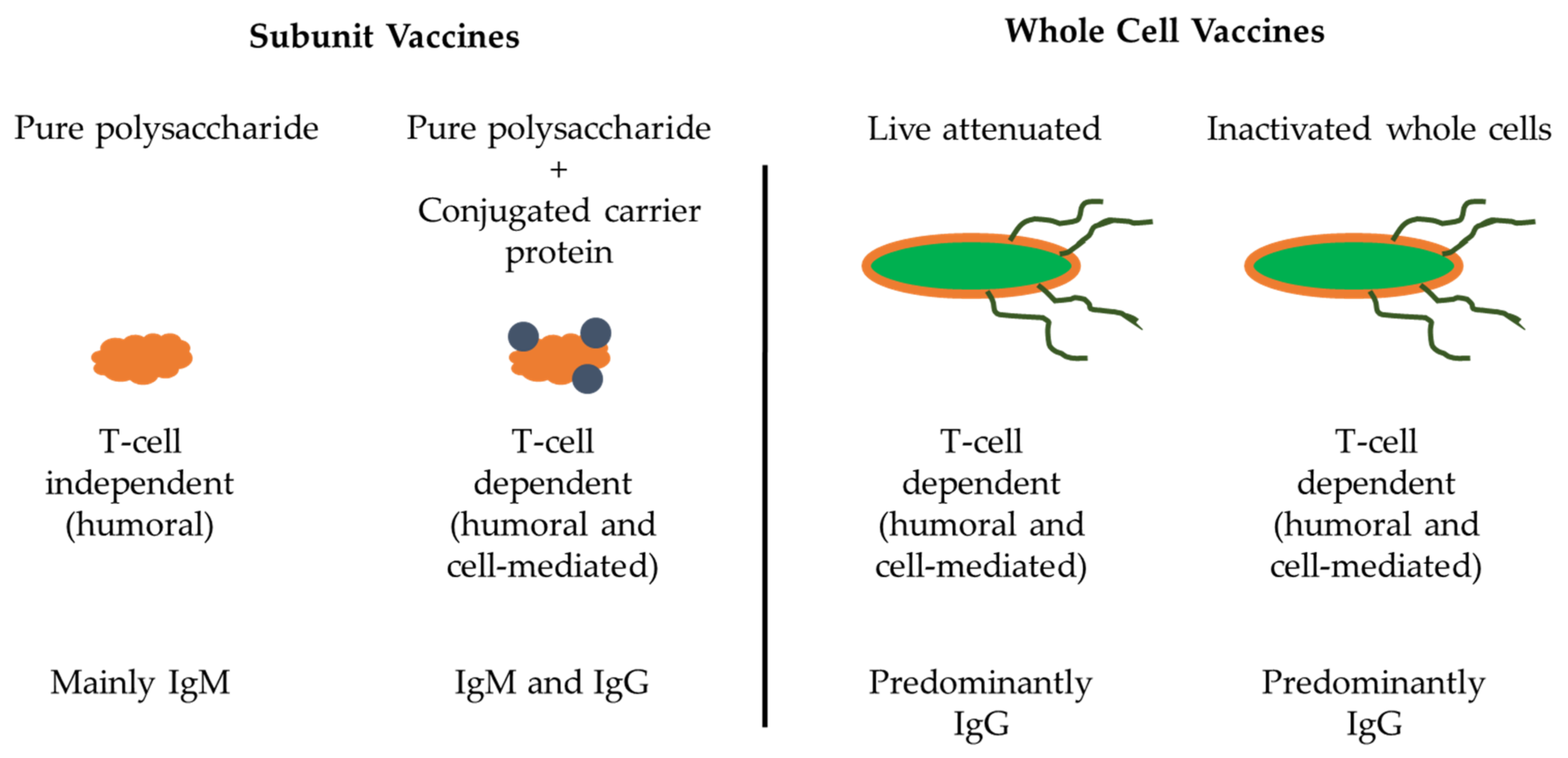 Polysaccharides 02 00042 g003 Polysaccharides 02 00042 g003