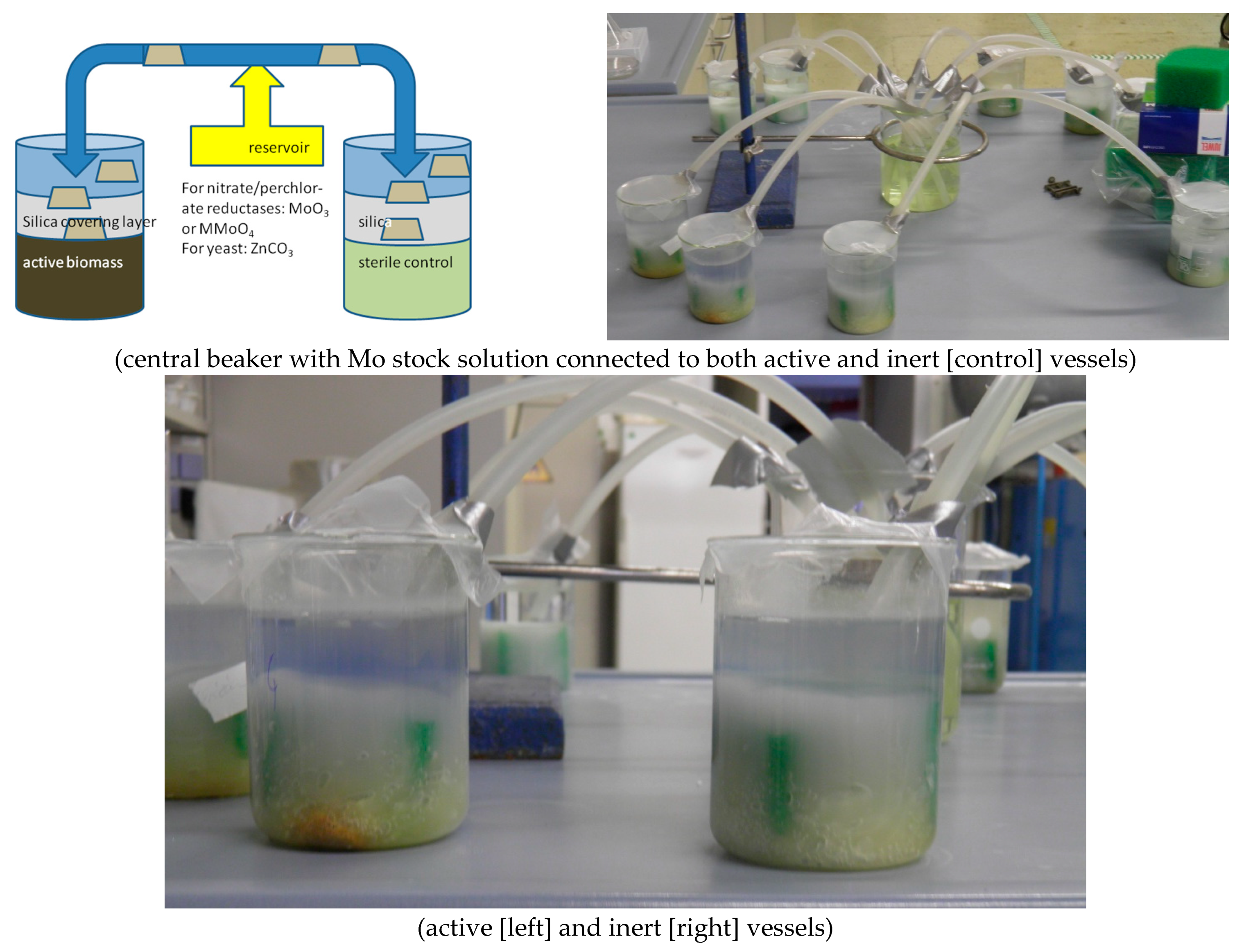 Polysaccharides 02 00047 g003