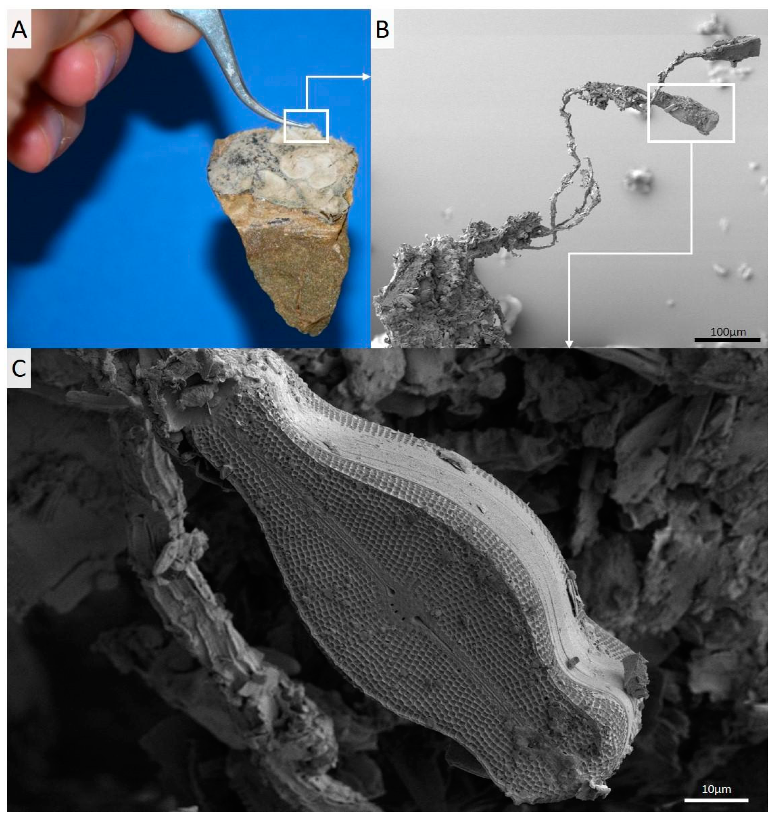 Polysaccharides 03 00004 g001