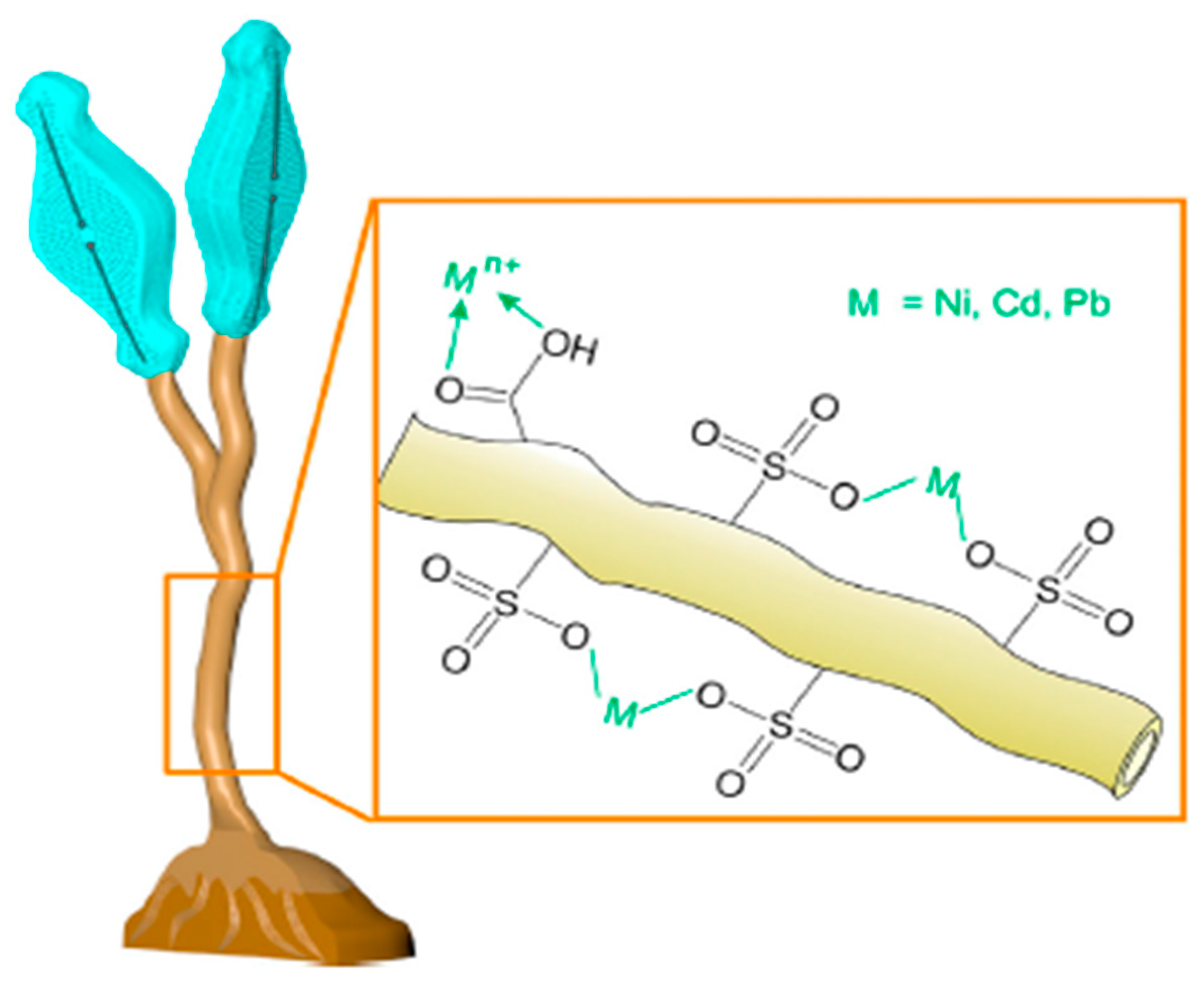 Polysaccharides 03 00004 g004
