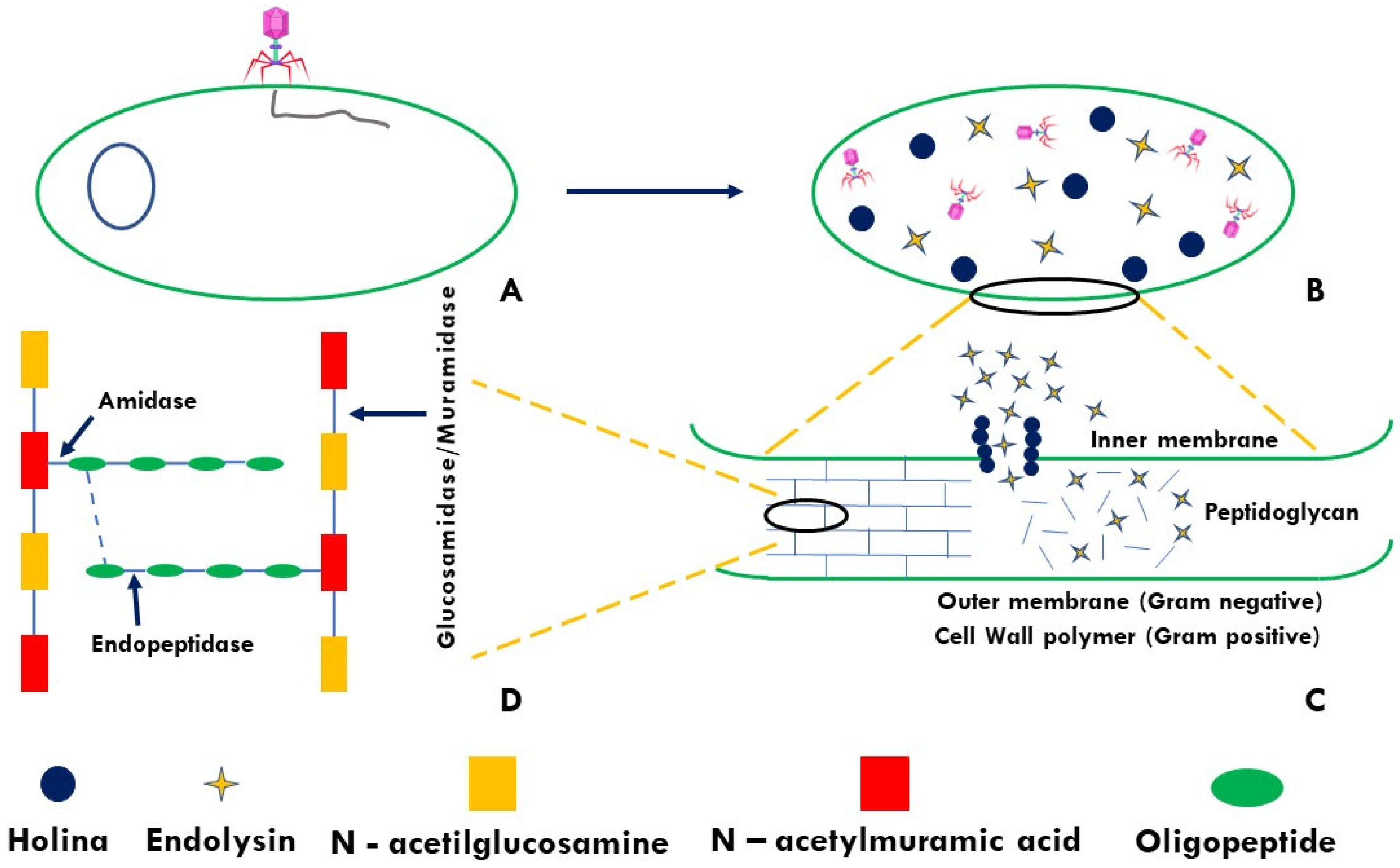Polysaccharides 03 00018 g002 Polysaccharides 03 00018 g002