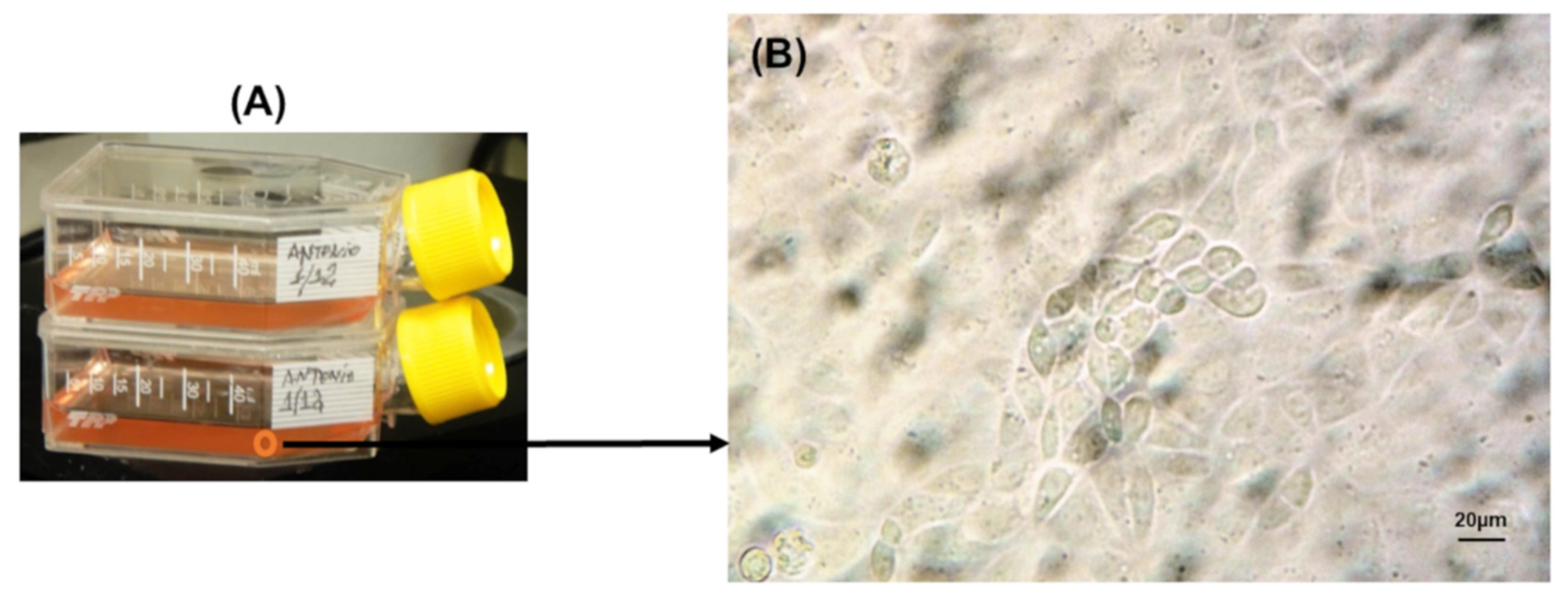 Polysaccharides 03 00020 g005